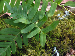 Polypodium appalachianum