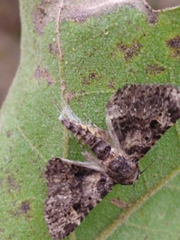 Metalectra quadrisignata