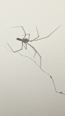 Pholcus phalangioides
