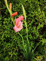Gladiolus