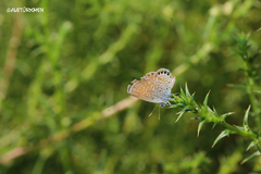 Brephidium exilis exilis