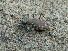 Cicindela repanda