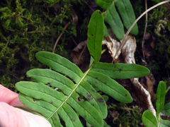 Polypodium appalachianum