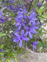 Petrea