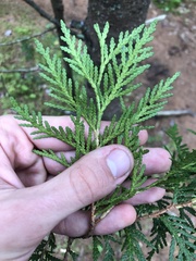 Thuja occidentalis