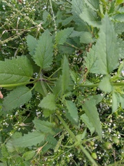 Scrophularia scopolii