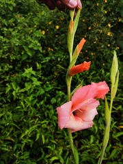 Gladiolus
