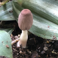 Leucocoprinus