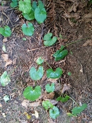 Maianthemum dilatatum