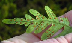 Polypodium appalachianum