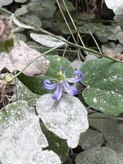 Campanula prenanthoides
