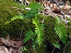 Polypodium appalachianum