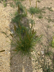 Setaria viridis