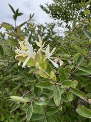Lonicera morrowii