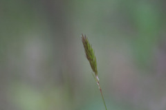 Anthoxanthum odoratum