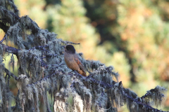 Perisoreus infaustus