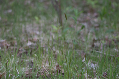 Anthoxanthum odoratum