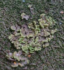 Ptilidium pulcherrimum