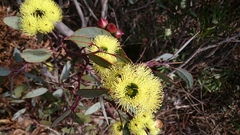 Eucalyptus preissiana