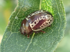 Zygogramma arizonica