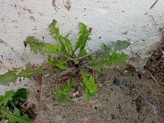Taraxacum officinale