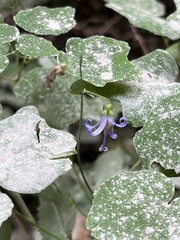 Campanula prenanthoides