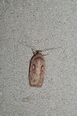 Agonopterix