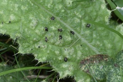 Microtechnites bractatus