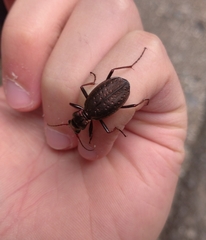 Carabus irregularis