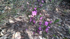 Boronia crenulata