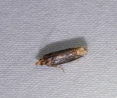 Eucosma ochroterminana