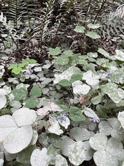 Campanula prenanthoides