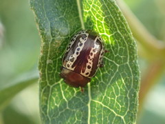 Zygogramma arizonica