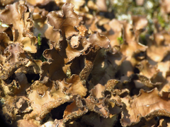 Tuckermanopsis orbata