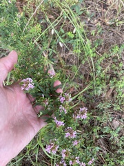 Lespedeza virginica