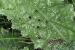 Microtechnites bractatus