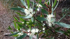 Hakea ambigua