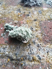 Evernia prunastri