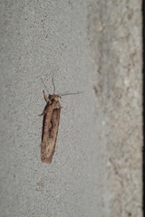 Agonopterix