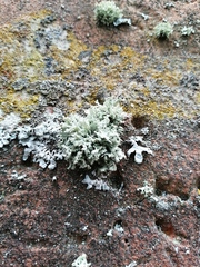 Evernia prunastri