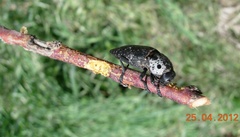Capnodis tenebrionis