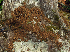 Tuckermanopsis orbata