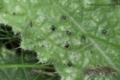 Microtechnites bractatus