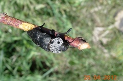 Capnodis tenebrionis