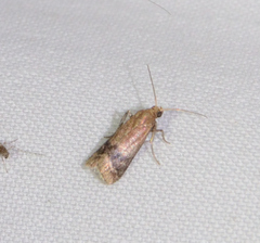 Eulogia ochrifrontella