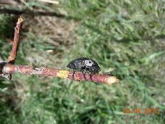 Capnodis tenebrionis