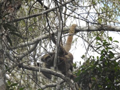 Brachyteles hypoxanthus