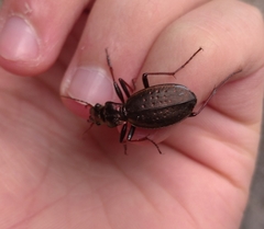 Carabus irregularis