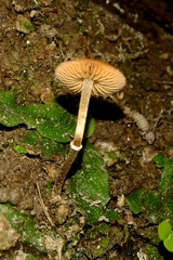 Pholiotina rugosa
