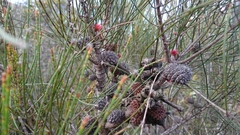 Allocasuarina humilis